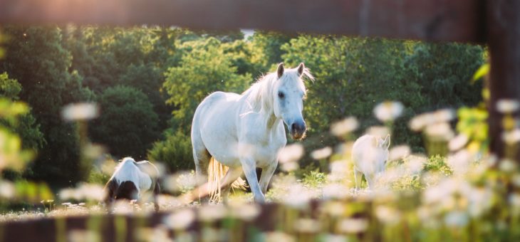 Sève pour chevaux